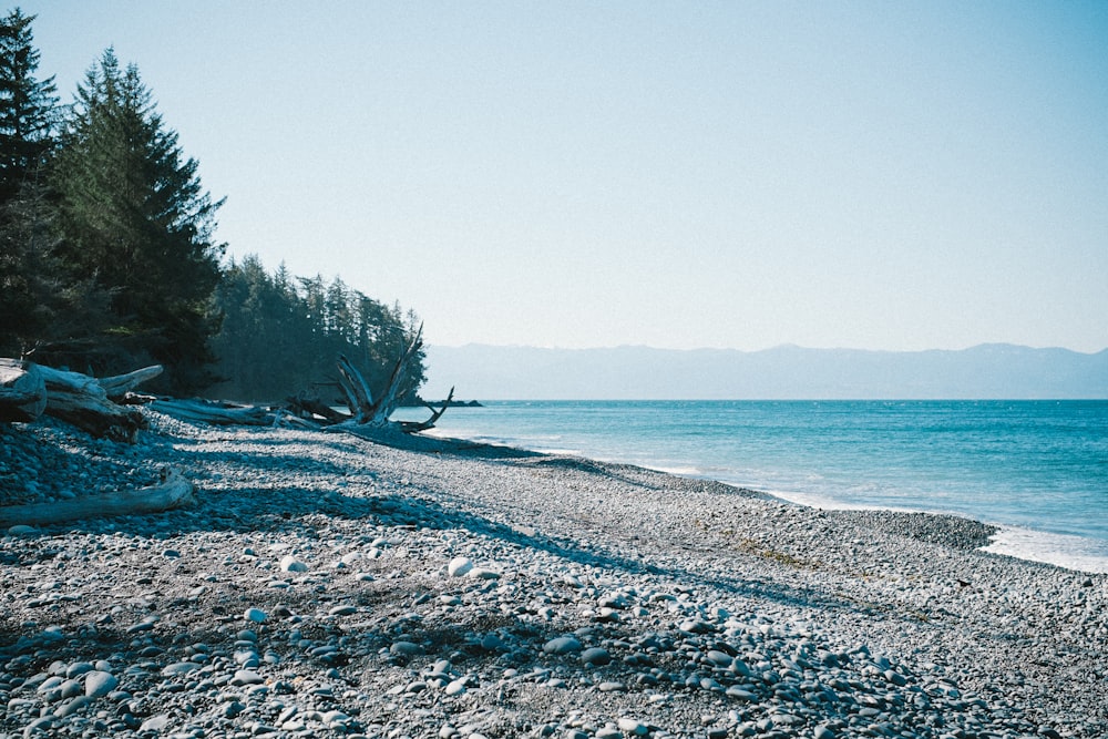 calm water and seashore near trees under white clouds