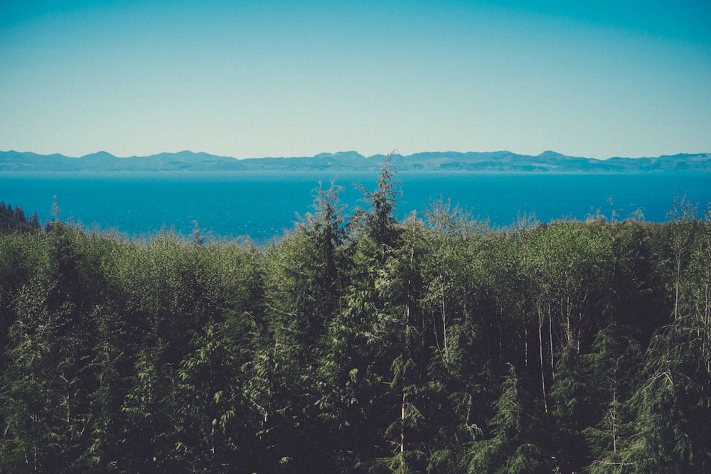 aerial view photography of green trees beside ocean