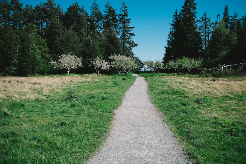 road surrounded by green leafed trees