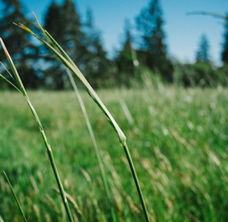 shallow focus photography of green grass