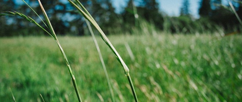 shallow focus photography of green grass
