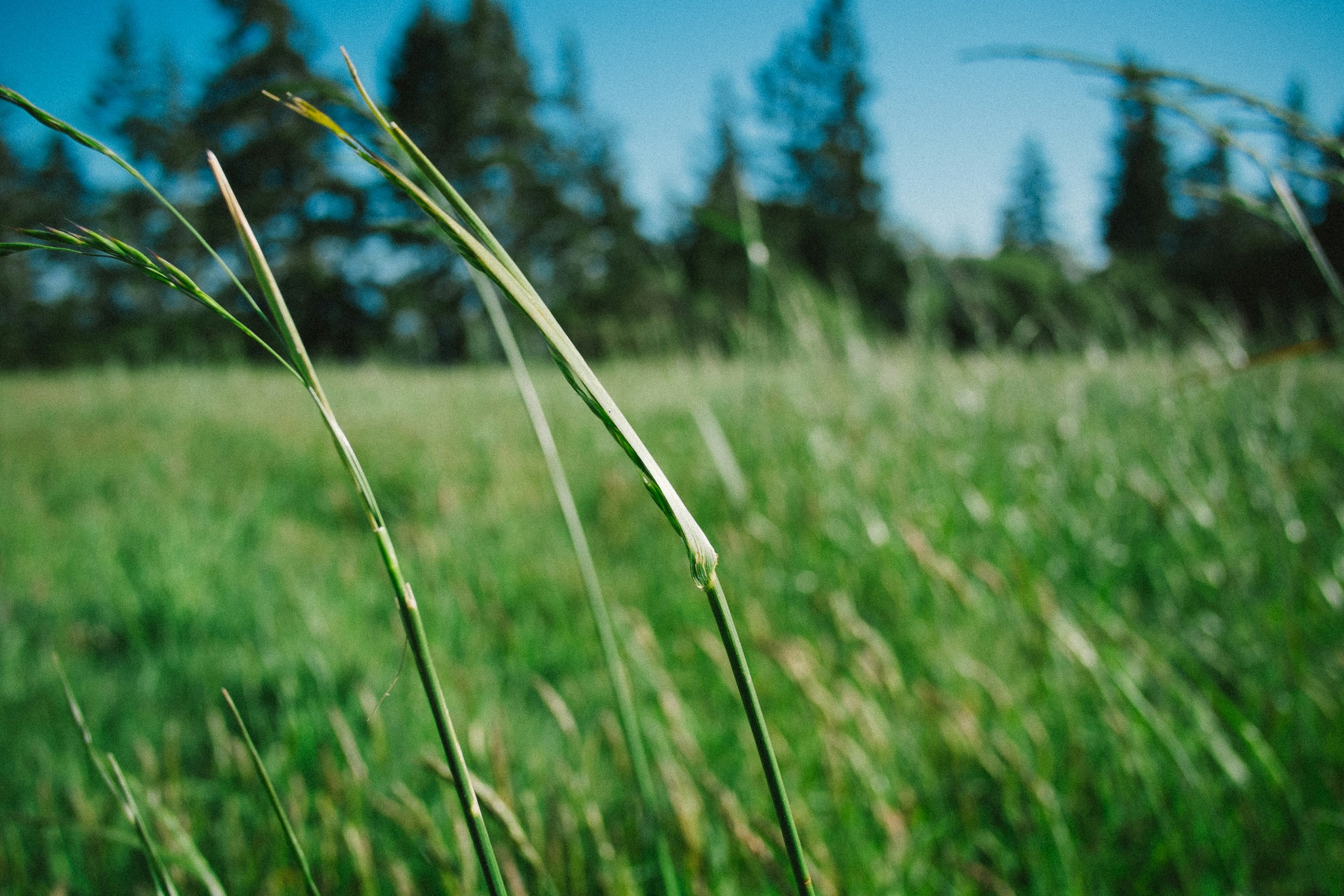 &quot;Windswept meadow&quot;