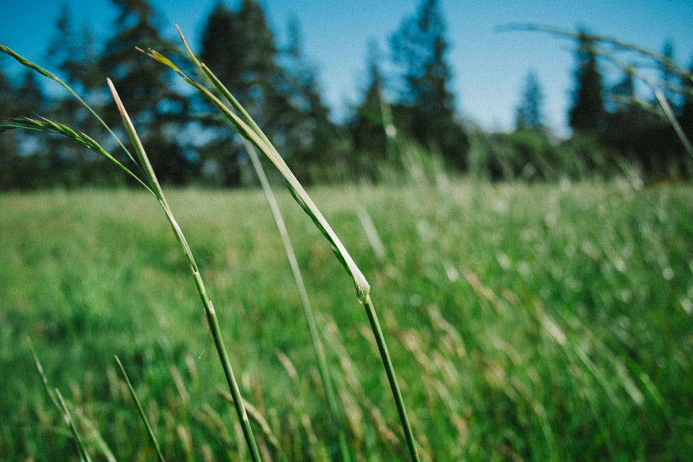 Fotografia de foco raso de grama verde