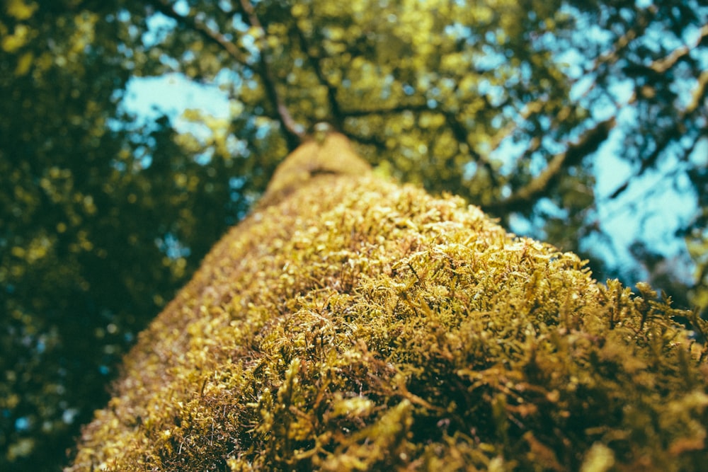 Fotografía de enfoque selectivo del tronco de un árbol durante el día