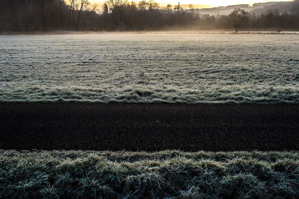 black road in between white and brown grass across forest photo during sunset