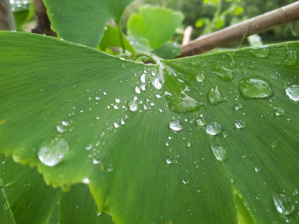 dew drops on green leaf