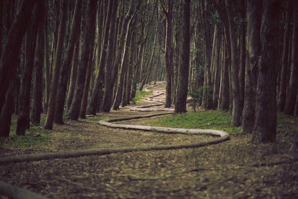 landscape photography of pathway surrounded by trees
