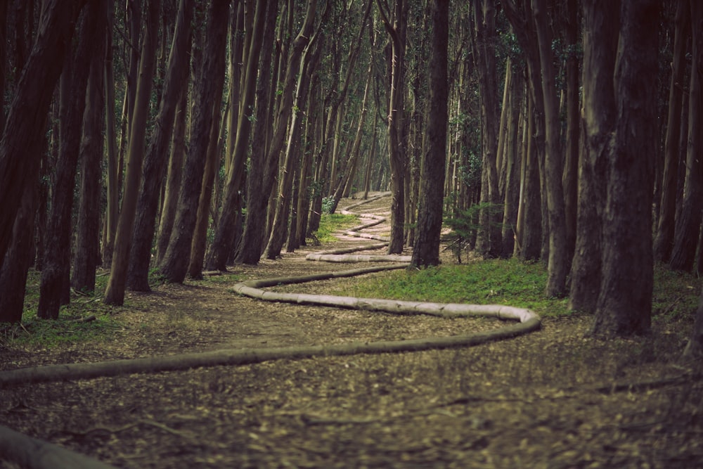 photographie de paysage d’un sentier entouré d’arbres