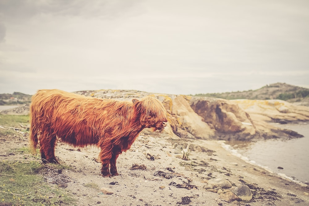 calf near body of water under calm sky