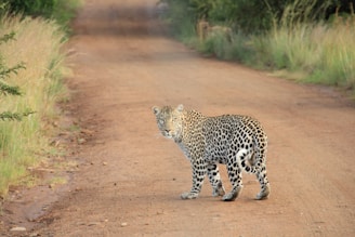 A leopard stands on a dirt road with its body turned and head facing forward, surrounded by green grass and trees. The scene suggests a safari setting, highlighting the leopard's distinctive spotted coat.