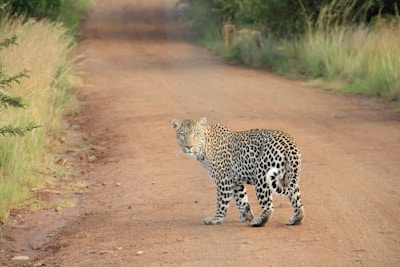 A leopard stands on a dirt road with its body turned and head facing forward, surrounded by green grass and trees. The scene suggests a safari setting, highlighting the leopard's distinctive spotted coat.