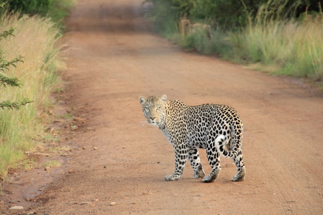 A friendly safari driver standing beside a rugged jeep with a majestic leopard resting on a rock in the background.