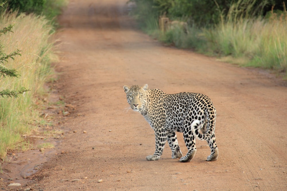 Leopard auf unbefestigter Straße