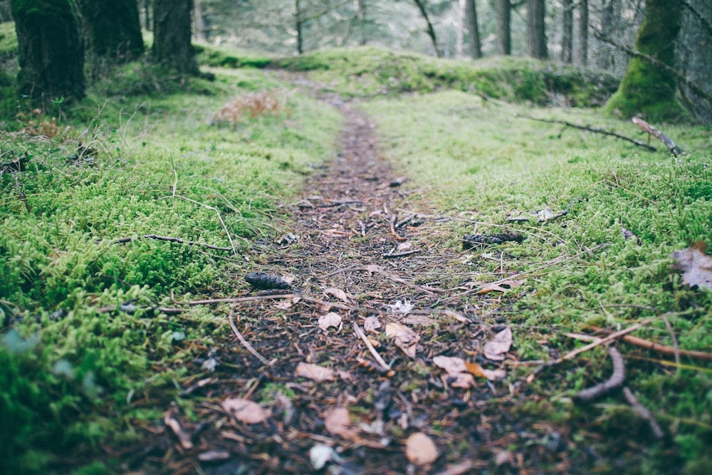 Photographie de mise au point d’un sentier forestier pendant la journée