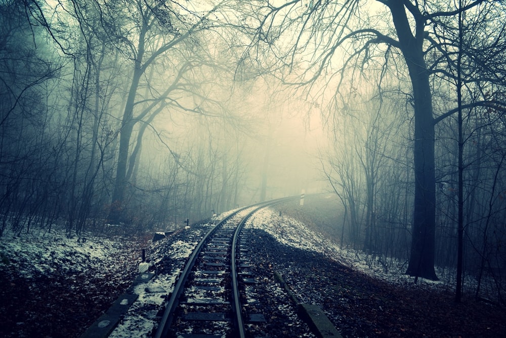 裸の木々の間にある電車のレールの写真
