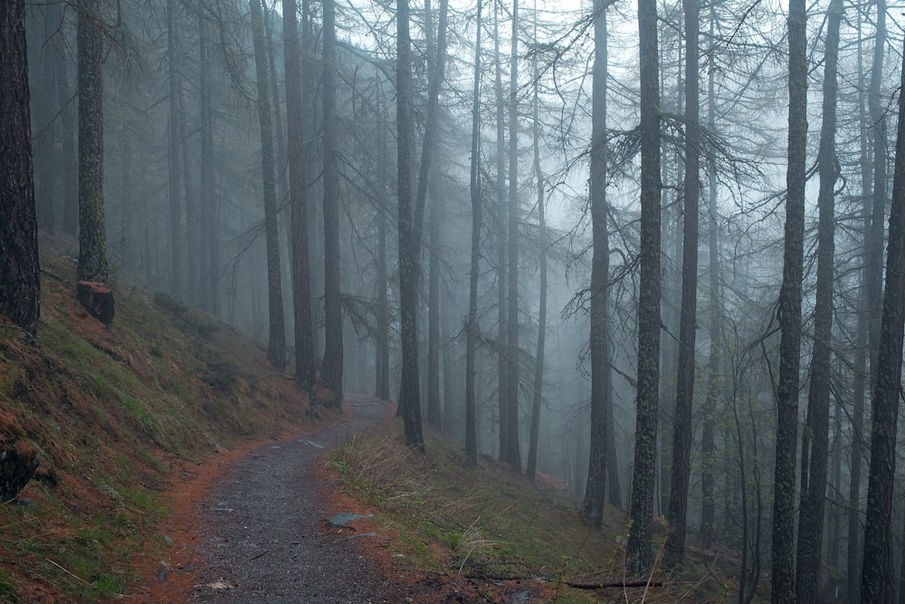 gray road in to the woods with fog at daytime