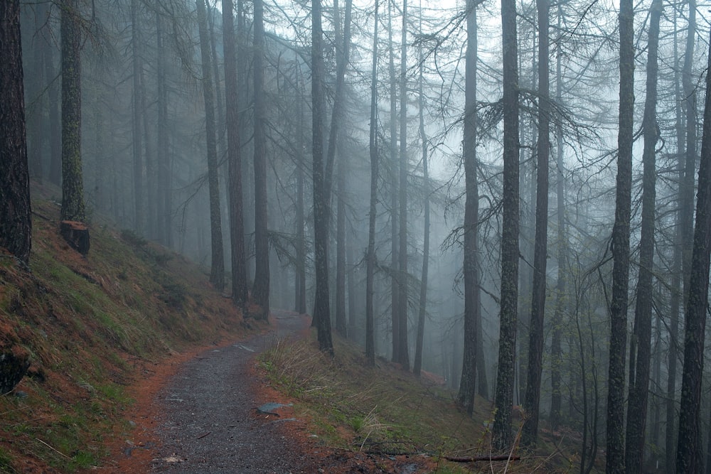 graue Straße in den Wald mit Nebel am Tag