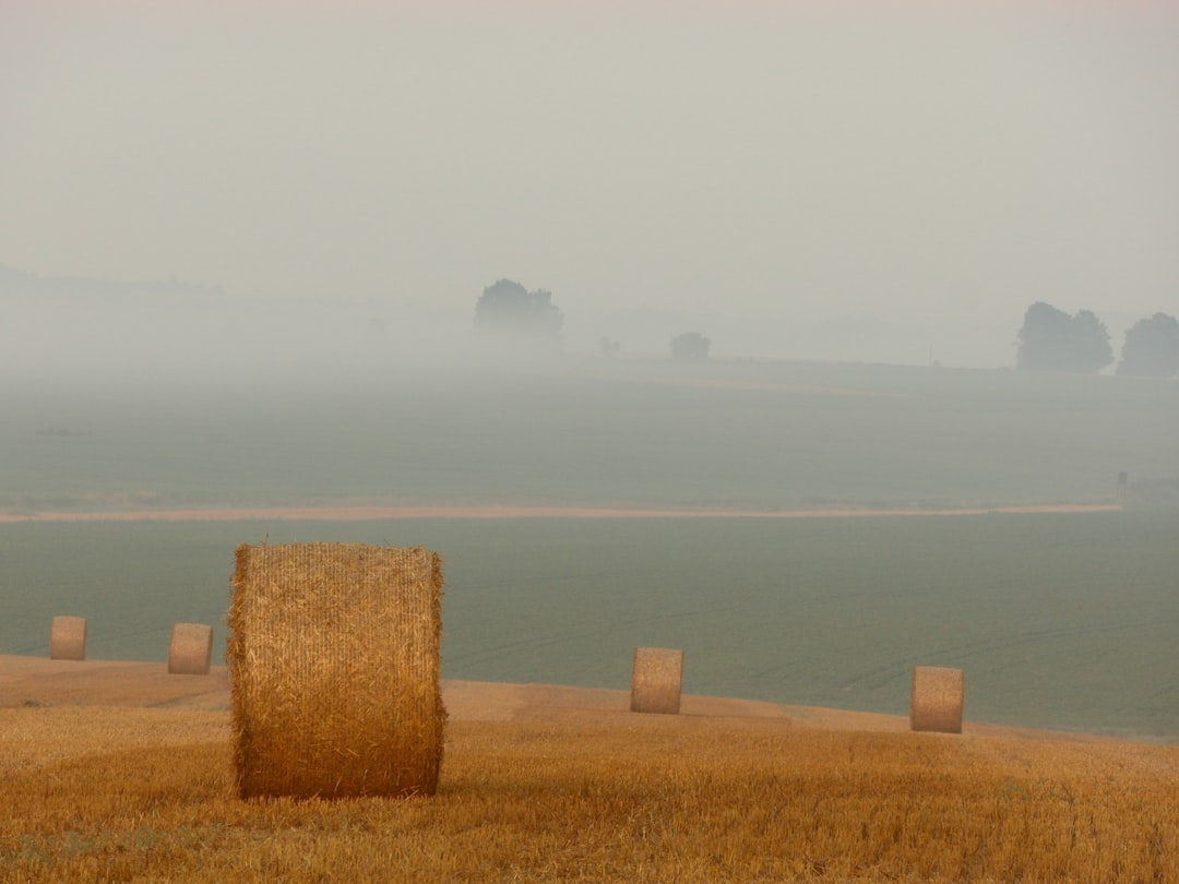 brown hay