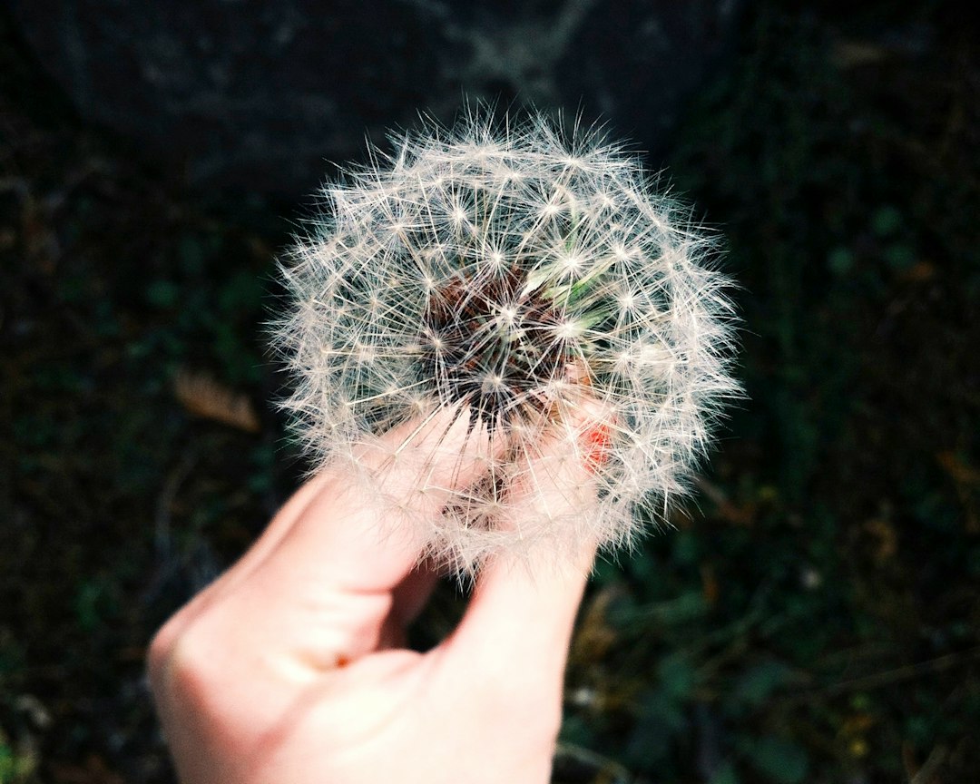 person holding white dandelion flower person holding white dandelion flower