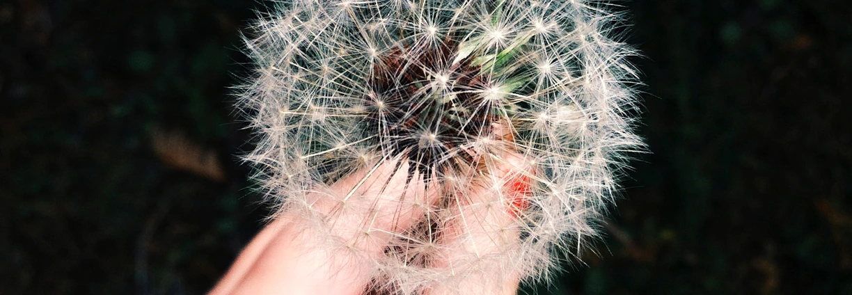 person holding white dandelion flower
