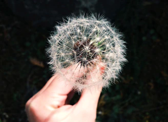 person holding white dandelion flower