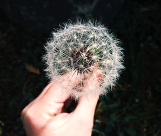 person holding white dandelion flower