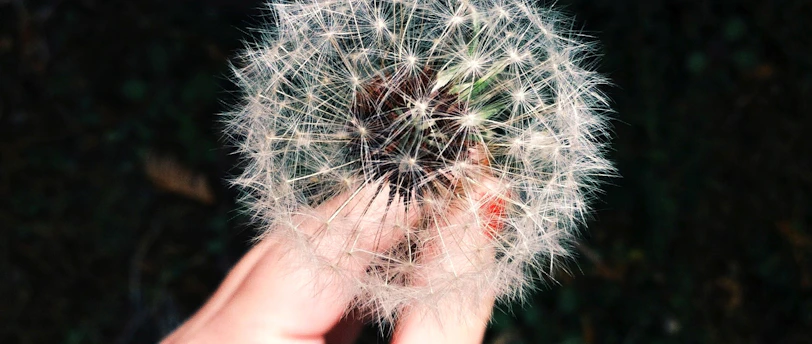 person holding white dandelion flower