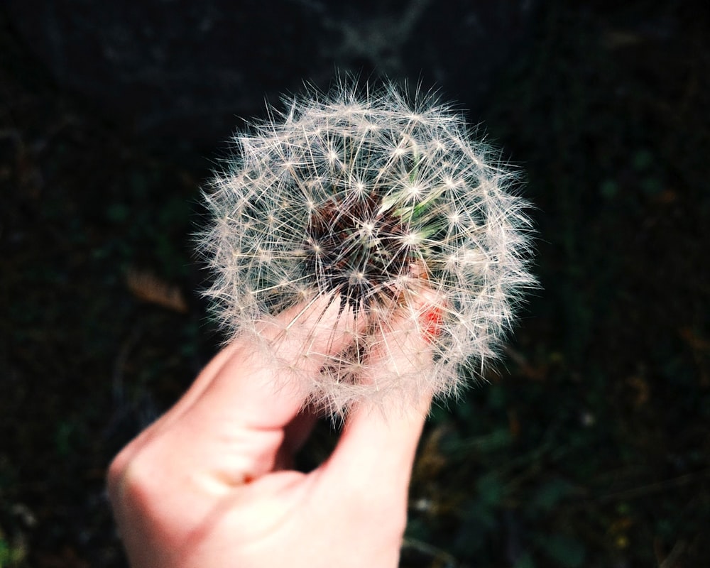 Person mit weißer Löwenzahnblüte