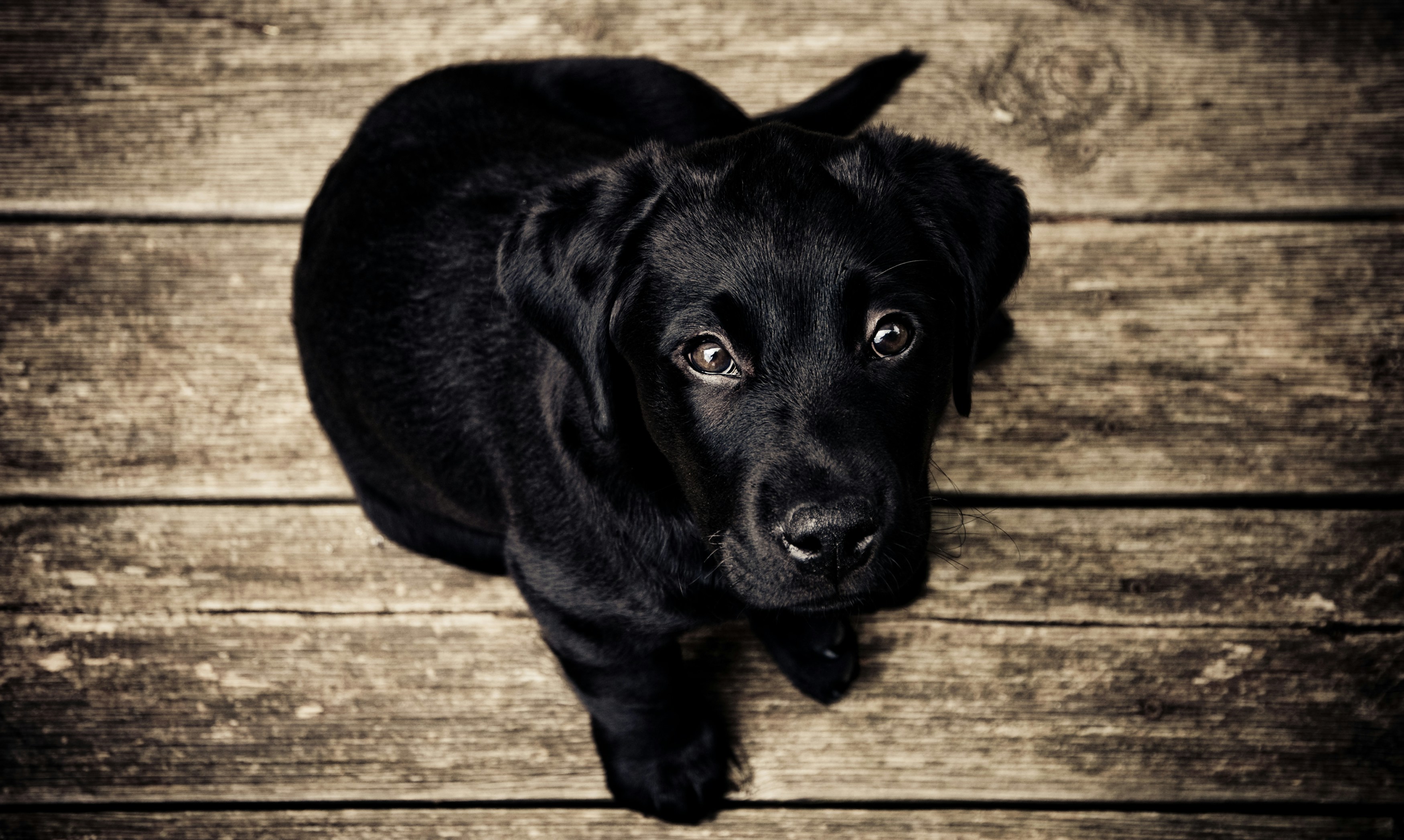 Black Labrador Dog Wallpapers