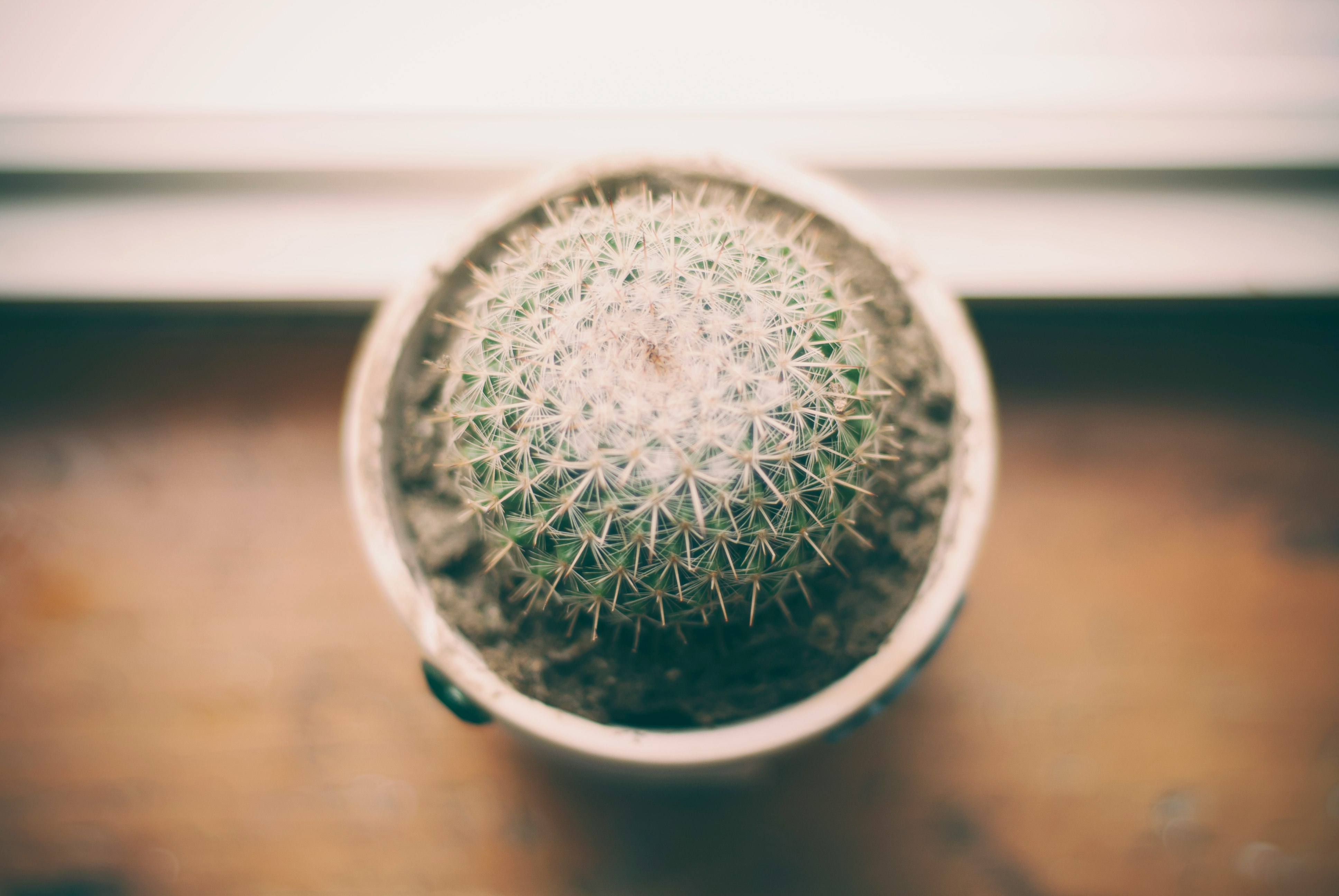 ball cactus photography near window