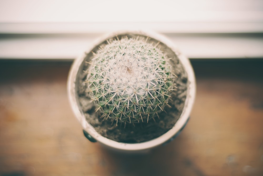 Fotografía de cactus bola cerca de la ventana