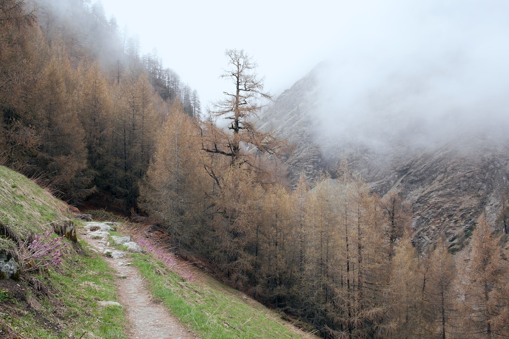 brown leafed tree near mountain