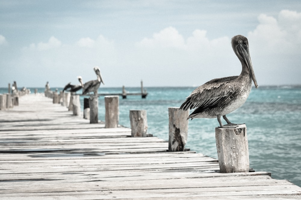 gray-and-white birds on wooden sea dock at daytime