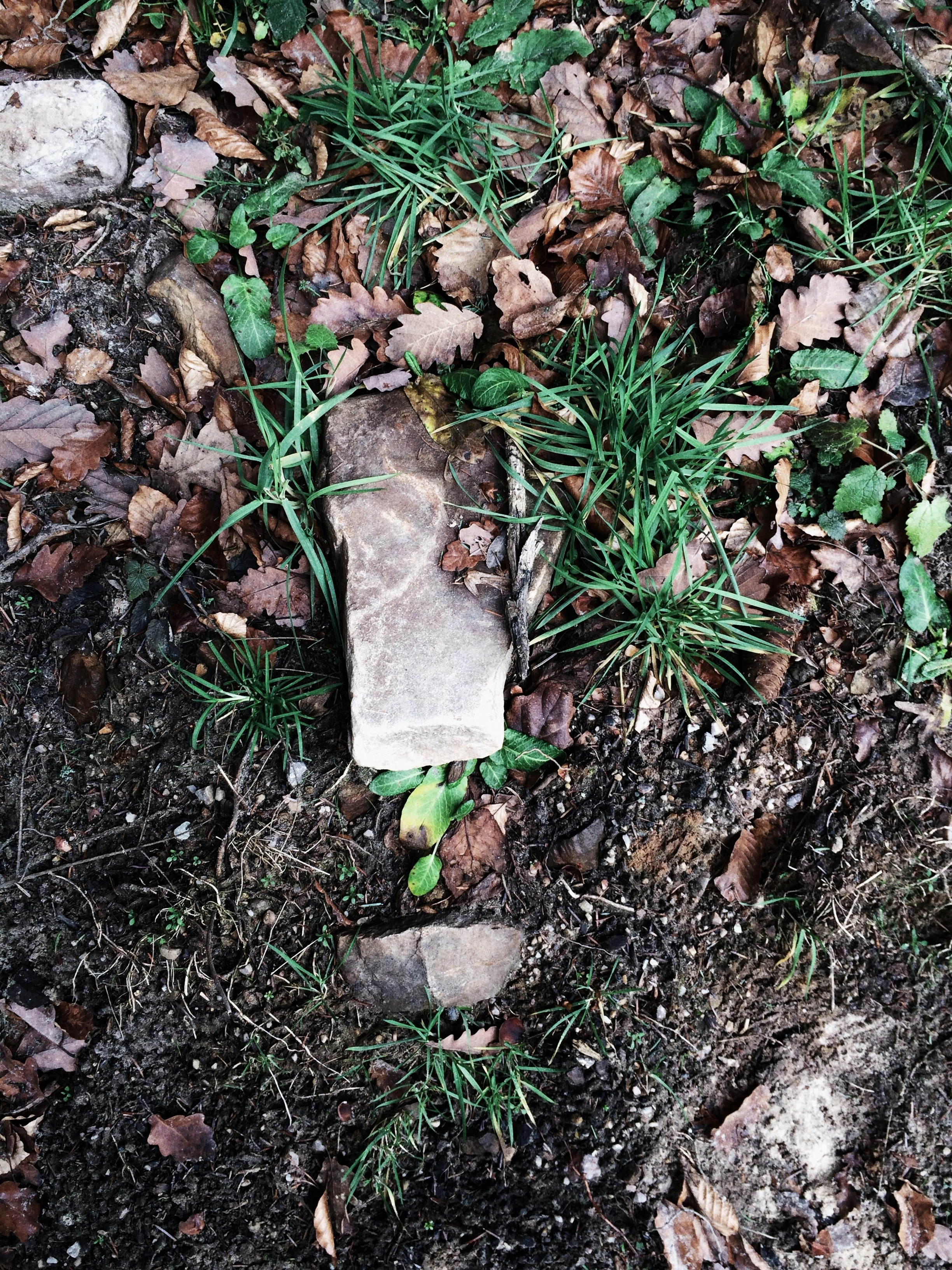 photo of green grass with rocks