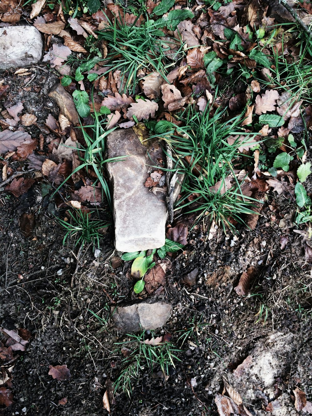 Foto von grünem Gras mit Felsen