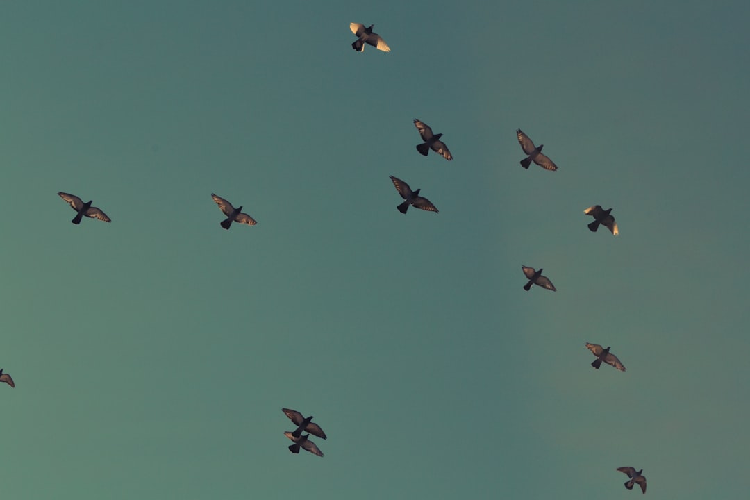 flock of brown birds flying on blue sky