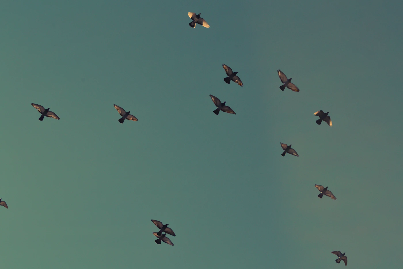 Flock of pigeons