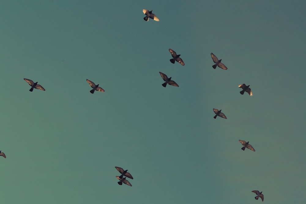 flock of brown birds flying on blue sky