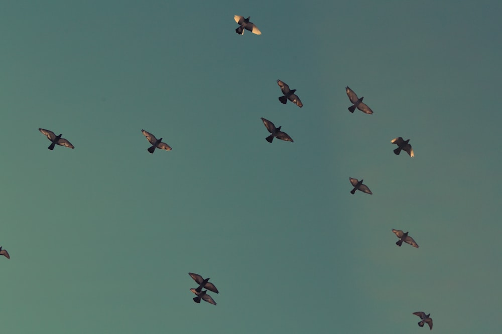 Schwarm brauner Vögel fliegt am blauen Himmel