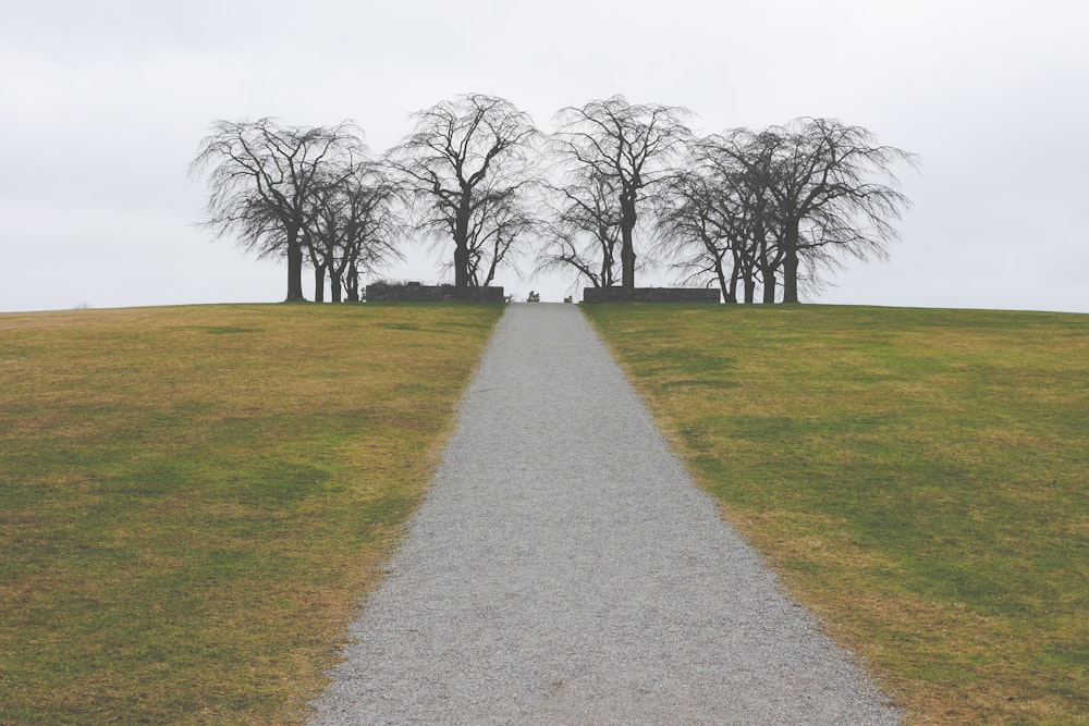 bare trees surrounded by green grass field