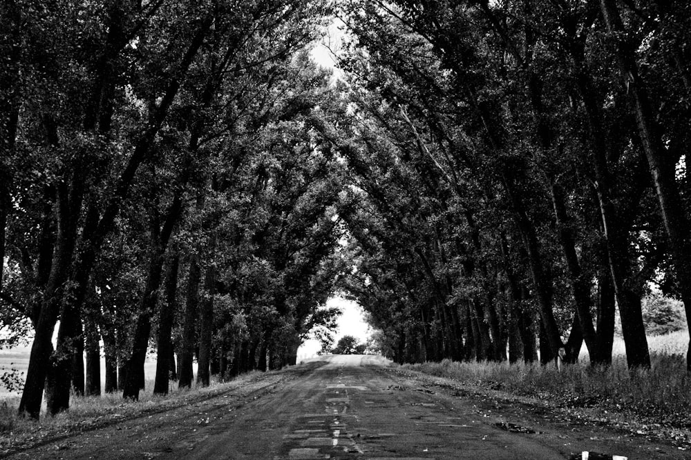 grayscale photo of leaf trees at daytime