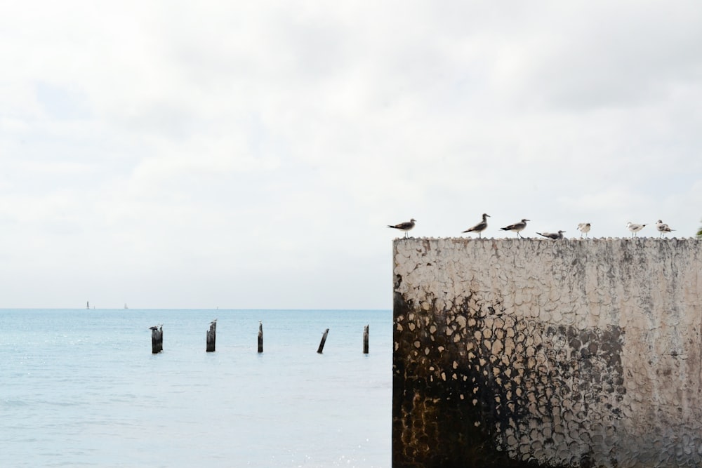 birds on wall near body of water