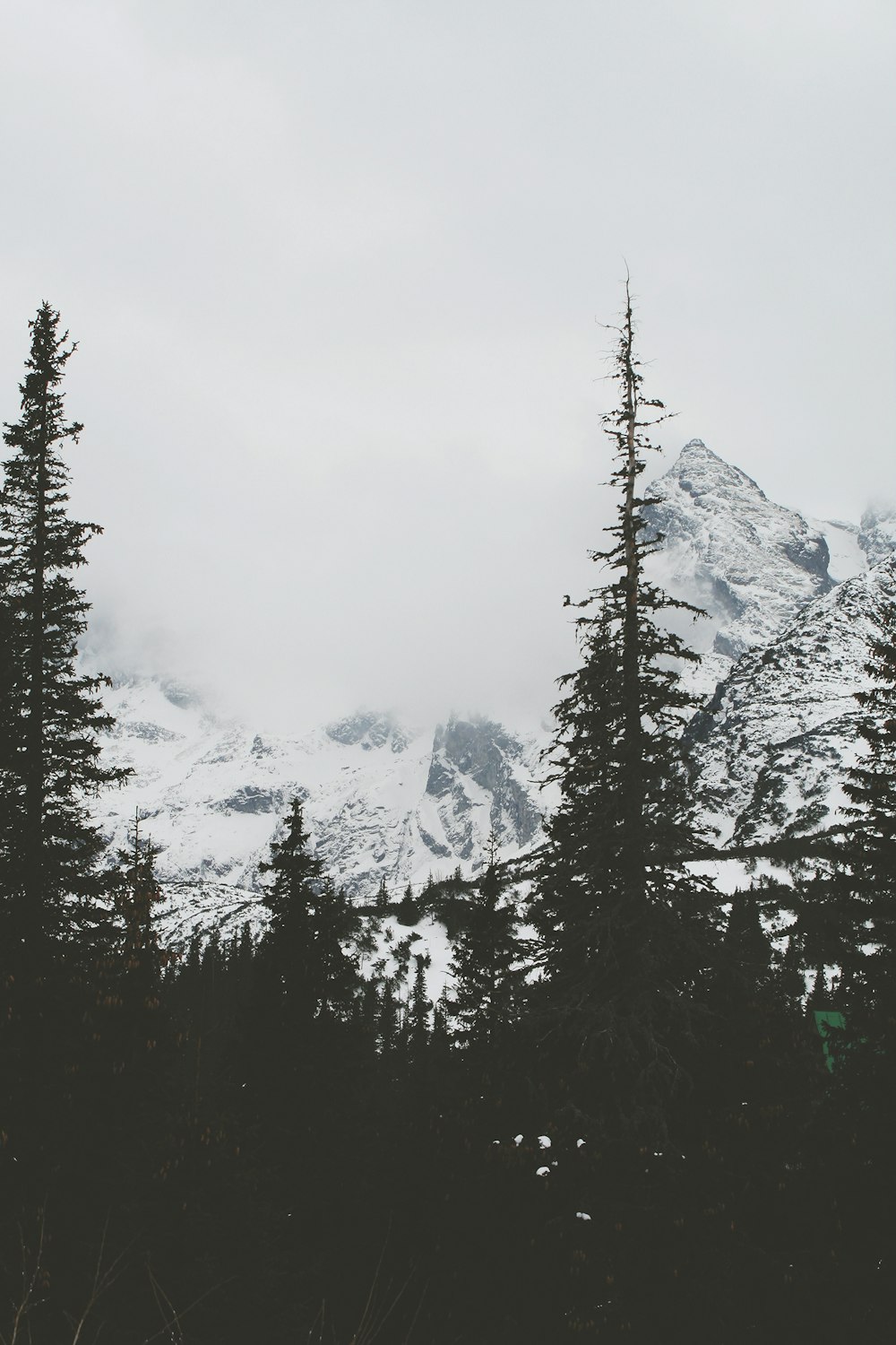 silhouette of trees and snowy mountains