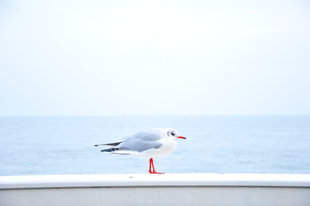 gray and white bird near body of water