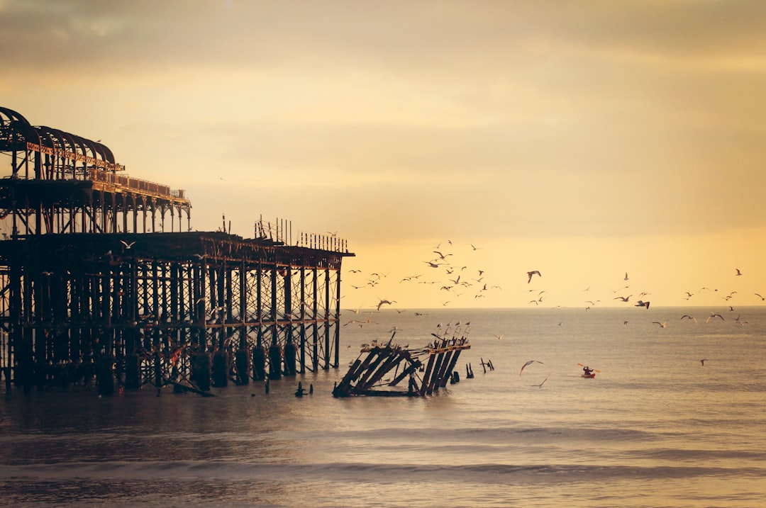Seagulls at West Pier