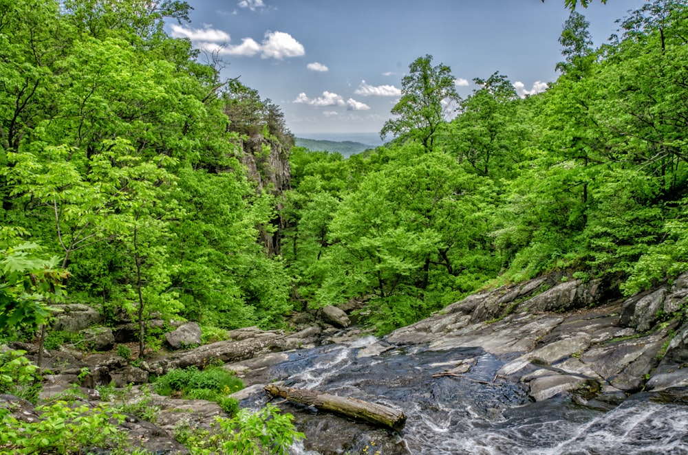 green leafed trees during daytime