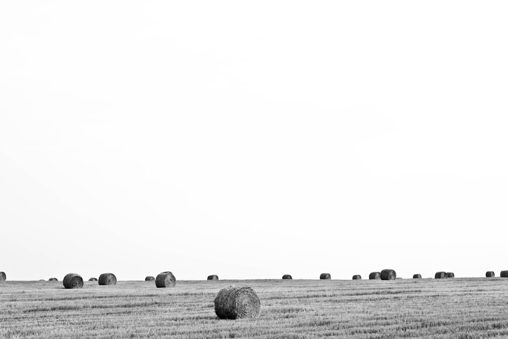 grayscale photo of hay