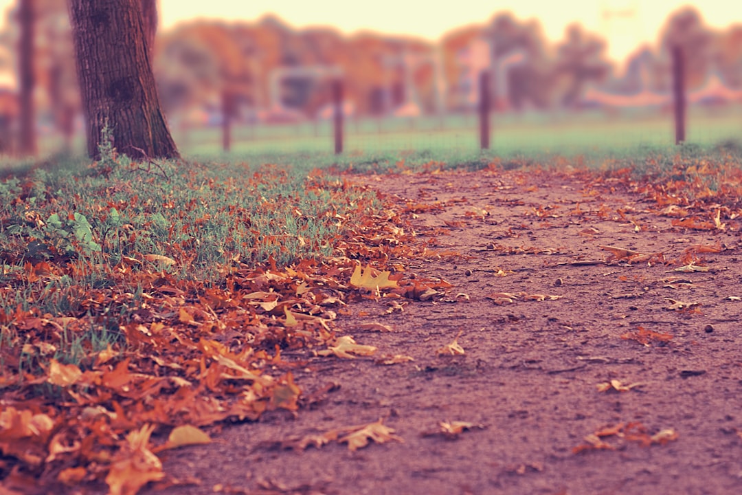 focused photo of a leaves, Autumn leaves on path