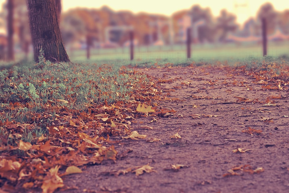 focused photo of a leaves