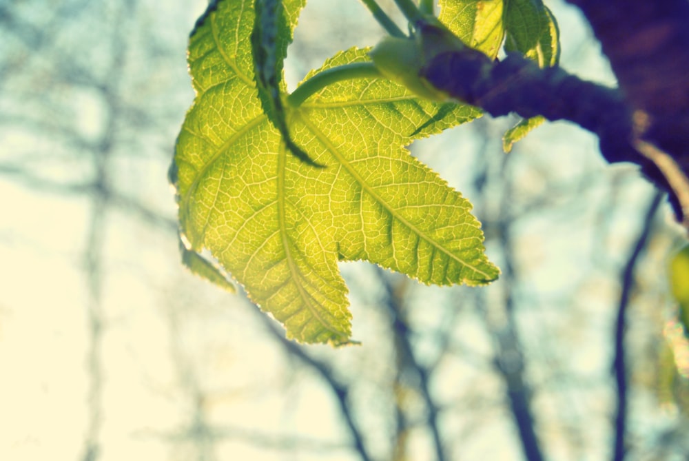 green leaf in shallow focus shot